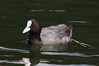 black coot