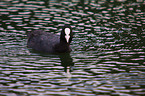 black coot