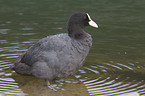 black coot