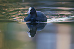 black coot