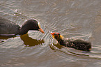 black coot