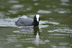 black coot