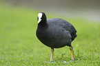 black coot