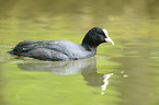 black coot