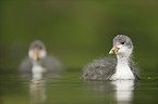 Eurasian black coot