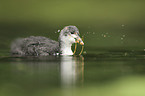 Eurasian black coot