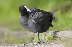 Eurasian black coot