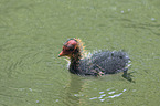 black coot