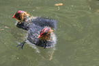 black coots