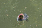 black coot