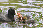 black coots