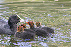 black coots
