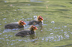 black coots