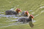 black coots