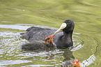 black coots