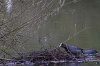 black coot