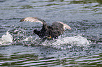 Eurasian black coot