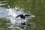 Eurasian black coot