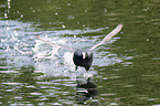 Eurasian black coot