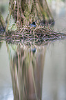 Eurasian black coot