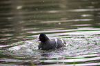 Eurasian black coot