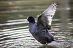 Eurasian black coot