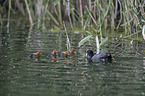 swimming Eurasian black coots