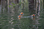 swimming Eurasian black coots chicken