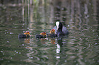 swimming Eurasian black coots
