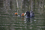 swimming Eurasian black coots
