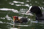 swimming Eurasian black coots