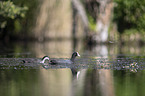 swimming Eurasian black coots