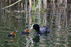 swimming Eurasian black coots