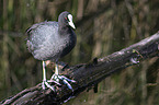 standing Eurasian black coot