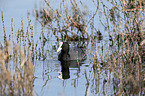 swimming Eurasian black coots