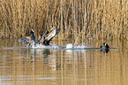 swimming  Black Coots