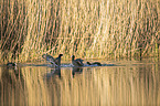 swimming  Black Coots
