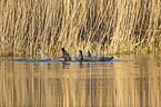 swimming  Black Coots