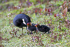 Black Coots