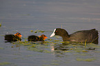 black coot