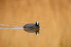 black coot