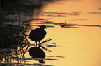 black coot in the evening light