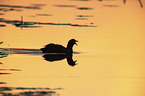 black coot in the evening light