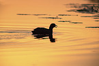 black coot in the evening light