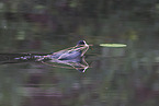 black coot