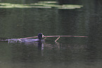 black coot