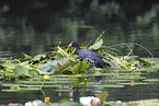 black coot