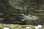 black coot