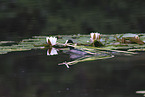 black coot
