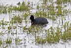 Eurasian black coot